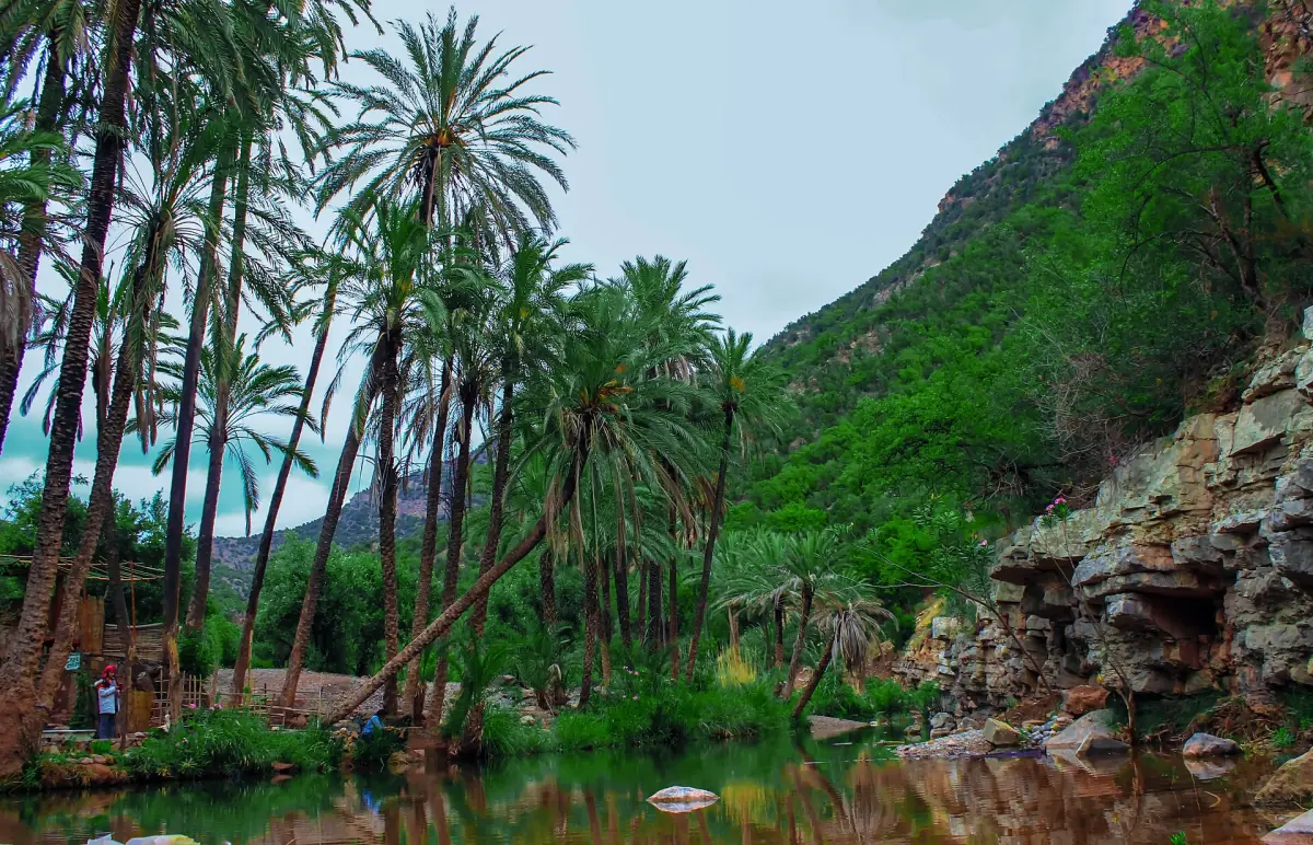 Palms along the river in Paradise Valley